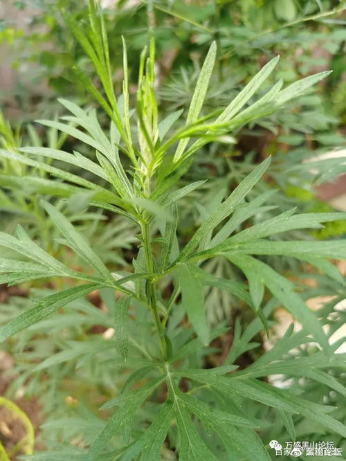 艾葉重栽記 蘄艾種植的第二次嘗試